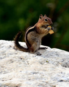 Chipmunk on a rock eating a cracker