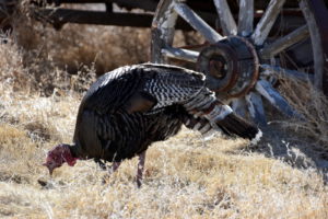 Wild turkey with a old wooden wagon wheel in the background